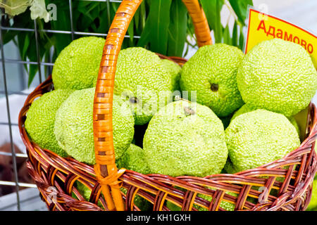 Foto von frischem Grün maclura pomifera auf dem Marktplatz Stockfoto