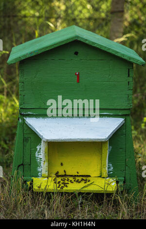 Europäischen Honig Bienen schwärmen auf einem Hive Stockfoto