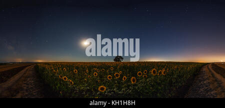 Sterne und Mond auf einem Feld mit Sonnenblumen, Nachtaufnahmen Stockfoto