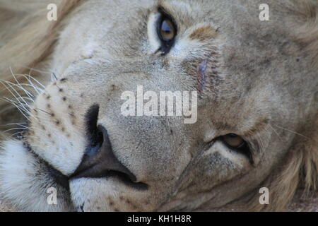 Eine ruhende junge männliche Löwe auf Urlaub in Hoedspruit, Südafrika. Stockfoto