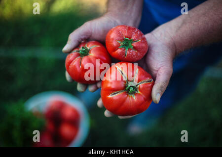 Tomatenernte. Bauern-Hände mit frisch geernteten Tomaten Stockfoto