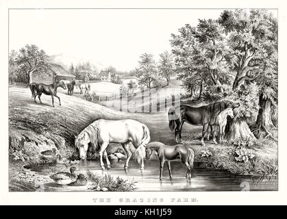 Alte Illustration, die Pferde grasen in Ackerland. Von unbekannter Autor, Publ. in New York, 1867 Stockfoto