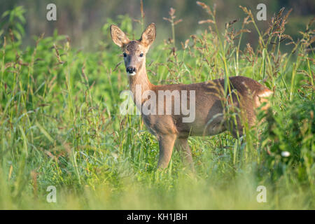 Junge Rehe in einem Feld in die Kamera schaut Stockfoto