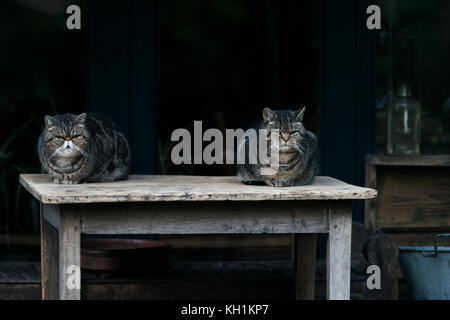 Zwei Katzen Festlegung auf Tisch Stockfoto