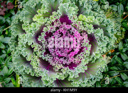 Nahaufnahme einer frischen Kohl mit einem lila Herz. Brassica oleracea acephala Grünkohl ist eine dekorative Arten. Geringe Tiefenschärfe. Stockfoto