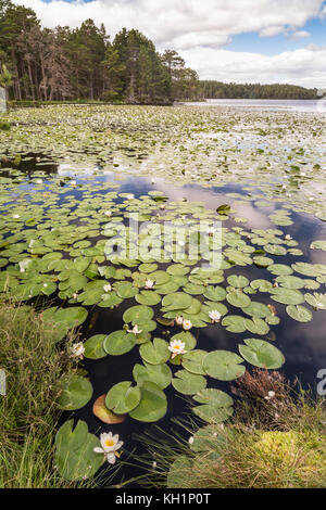 Seerosen auf Loch Garten im Cairngorms Nationalpark von Schottland. Stockfoto