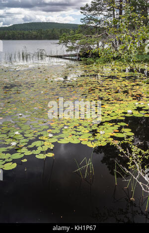 Seerosen auf Loch Garten im Cairngorms Nationalpark von Schottland. Stockfoto