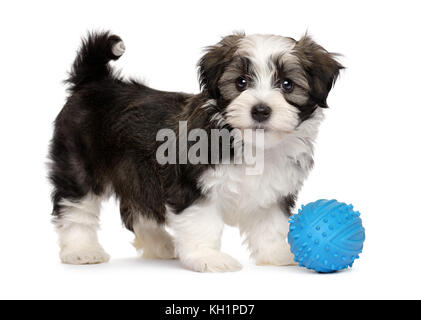 Cute Silver Sable havaneser Welpe Hund stehend mit einem blauen Spielzeug ball, auf weißem Hintergrund Stockfoto