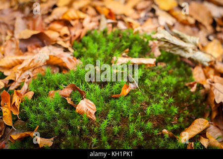 Eine Ansicht von Moos und Laub auf dem Boden in einem Wald. Stockfoto