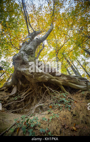Ein niedriger Betrachtungswinkel und der massiven Wurzeln der Buche in einem Wald. Stockfoto