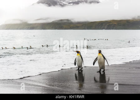 Zwei erwachsene Königspinguine (Aptenodytes patagonicus) zu Fuß in Richtung der Kamera am Wasser entlang eines schwarzen Sandstrand. South Georgia Island. Stockfoto