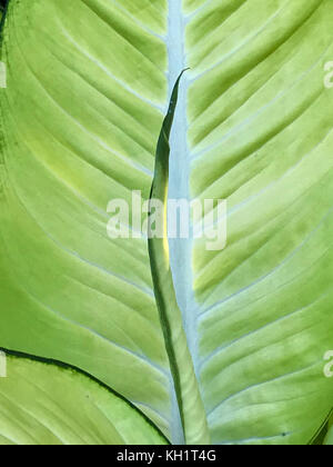 Dieffenbachia-Blatt (dummer Stock), Lincoln Park Conservatory, Lincoln Park, Chicago, Illinois Stockfoto