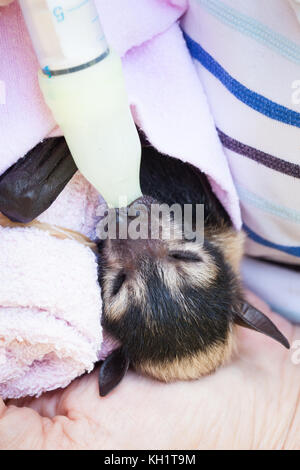 Spectacled flying-fox (pteropus conspicillatus). verwaiste Baby weiblich ca. 20 Tage alt fed Milchaustauscher. Cow Bay. Queensland Australien. Stockfoto