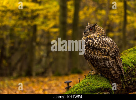 Eine captive Uhu aus Gründen der Wald im Herbst. Stockfoto