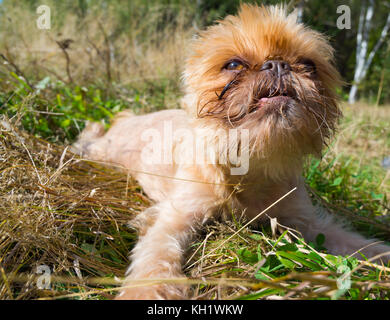 Hundeportrait Rasse Griffon buxellois Stockfoto