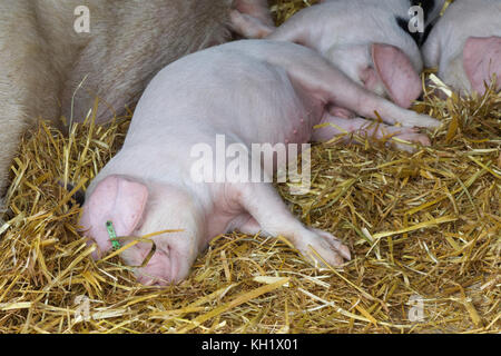 Schlafen im Stroh pen Ferkel Stockfoto