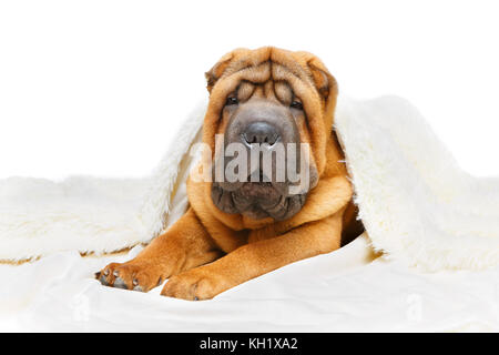 Shar Pei Welpen unter Plaid Stockfoto