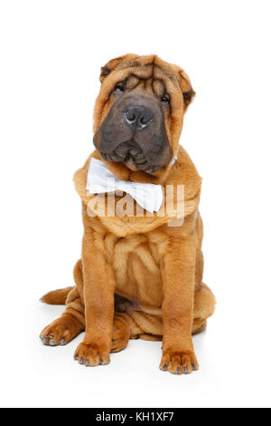 Shar Pei Welpen mit weißer Fliege Stockfoto