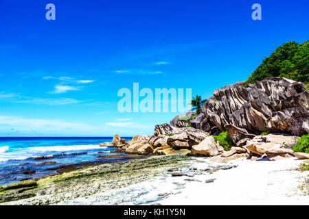 Coral Reef in den weißen Sand und großen Granitfelsen mit Palmen auf es am schönen Strand von Grand Anse, La Digue, Seychellen Stockfoto