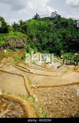 Reisfeld Terrasse Felder in Java, Indonesien, Südostasien Stockfoto