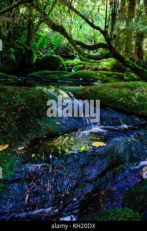 River fließt durch bryophyte Felsen, Oparara Basin, karamea, Südinsel, Neuseeland Stockfoto