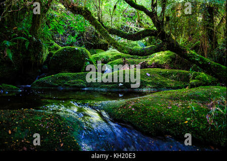 River fließt durch bryophyte Felsen, Oparara Basin, karamea, Südinsel, Neuseeland Stockfoto