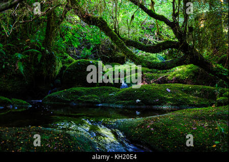 River fließt durch bryophyte Felsen, Oparara Basin, karamea, Südinsel, Neuseeland Stockfoto