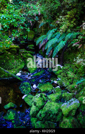 River fließt durch bryophyte Felsen, Oparara Basin, karamea, Südinsel, Neuseeland Stockfoto