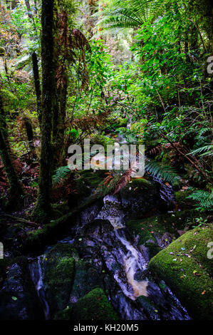 River fließt durch bryophyte Felsen, Oparara Basin, karamea, Südinsel, Neuseeland Stockfoto