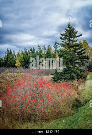 Winterberries oder Laub- Holly wild wachsen in einem kanadischen Feuchtgebiet. Stockfoto