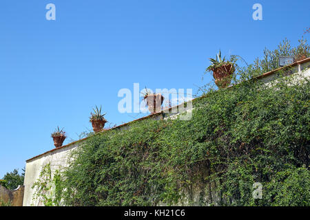 Ein Efeu an der Wand mit den Blumentöpfen auf der Oberseite in einem klaren sonnigen Tag Florenz, Italien Stockfoto