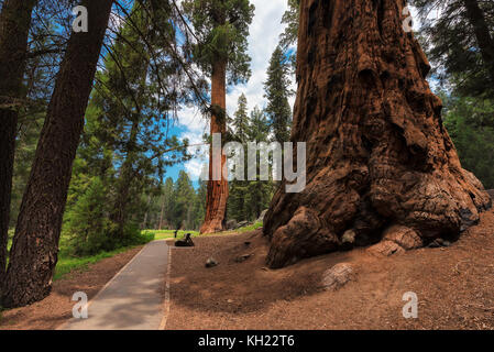 Pfad zu den riesigen redwoods im Sequoia National Park, Kalifornien Stockfoto