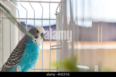 Inländische eingesperrten Blau männlich Sittich Vogel, Nahaufnahme Stockfoto