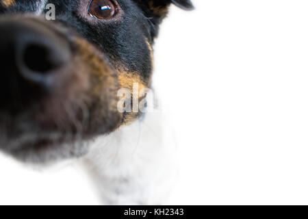 Verspielter Hund, berühren, Nase in die Kameralinse, Nahaufnahme, Nase aus Fokus, Fokus auf Auge, auf weißem Hintergrund Stockfoto