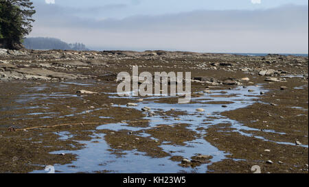 (West Coast Trail, Vancouver Island, BC, Kanada) Stockfoto