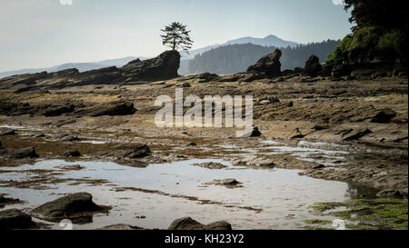 (West Coast Trail, Vancouver Island, BC, Kanada) Stockfoto