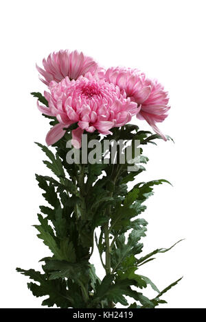 Blumenstrauß aus drei grosse rosa Chrysanthemen Blumen auf weißem Hintergrund Stockfoto