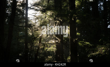 Licht durch den Wald Hintergrundbeleuchtung die Flechten und schaffen eine einzigartige Atmosphäre (West Coast Trail, Vancouver Island, BC, Kanada) Stockfoto