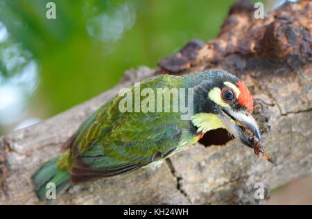 Schmied barbet neigen zu ihren Küken im Zentrum von Phnom Penh. Stockfoto