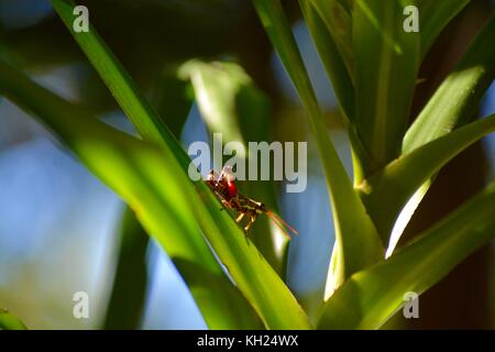 Helle Farben auf eine Heuschrecke, Borneo Stockfoto