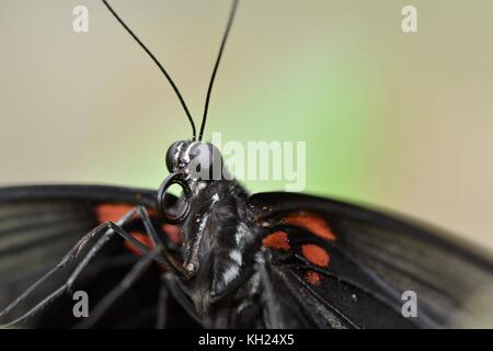 Nahaufnahme einer scharlachroten Mormone Schmetterling Stockfoto