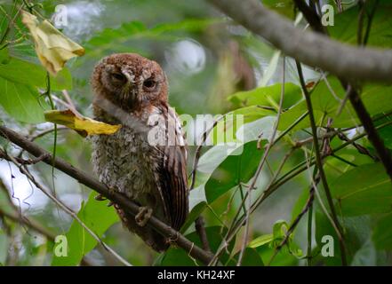 Oriental scops Owl gehockt während des Tages in Laos. Stockfoto