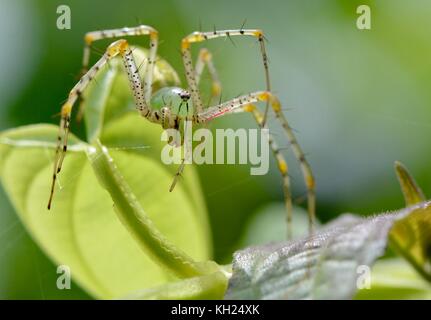 Lynx spider in der Mittagssonne Stockfoto