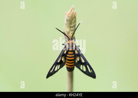 Wasp Motte auf der hellgrünen Hintergrund Stockfoto