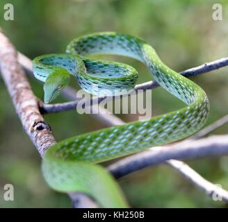 Grüne Rebe Schlange in einer defensiven Haltung Stockfoto