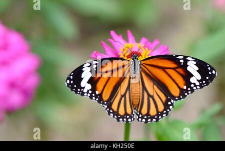 Gemeinsame Tiger Butterfly Fütterung auf ein rosa Daisy in der Mittagssonne Stockfoto