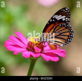 Gemeinsame Tiger Butterfly Fütterung auf ein rosa Daisy in der Mittagssonne Stockfoto