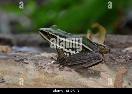 Grüne paddy Frosch Stockfoto