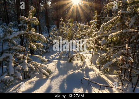 Malerische Winterlandschaft mit kleinen mit Schnee auf den Ästen Fichte, die Sonne und die schneewehen auf dem Hintergrund der schönen verschneiten Wald Stockfoto