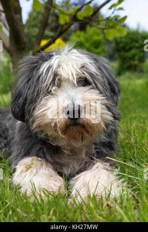 Süße Katzen, Hunde, Pferde und Esel Stockfoto